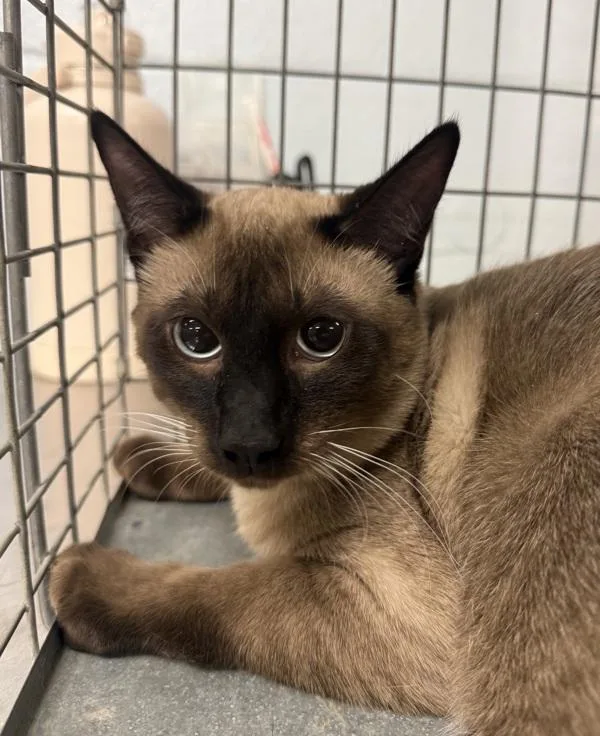 A young medium-sized male Siamese cat named Coco for adoption in Millersville, MD