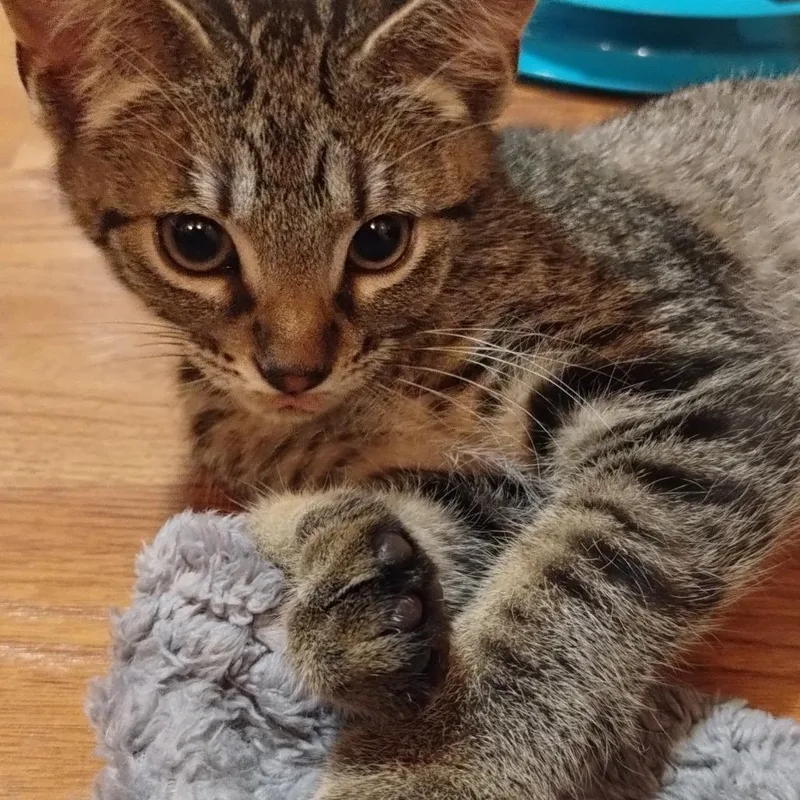 A young small-sized male Gray / Blue / Silver Domestic Short Hair cat named Jasper for adoption in Ferndale, WA
