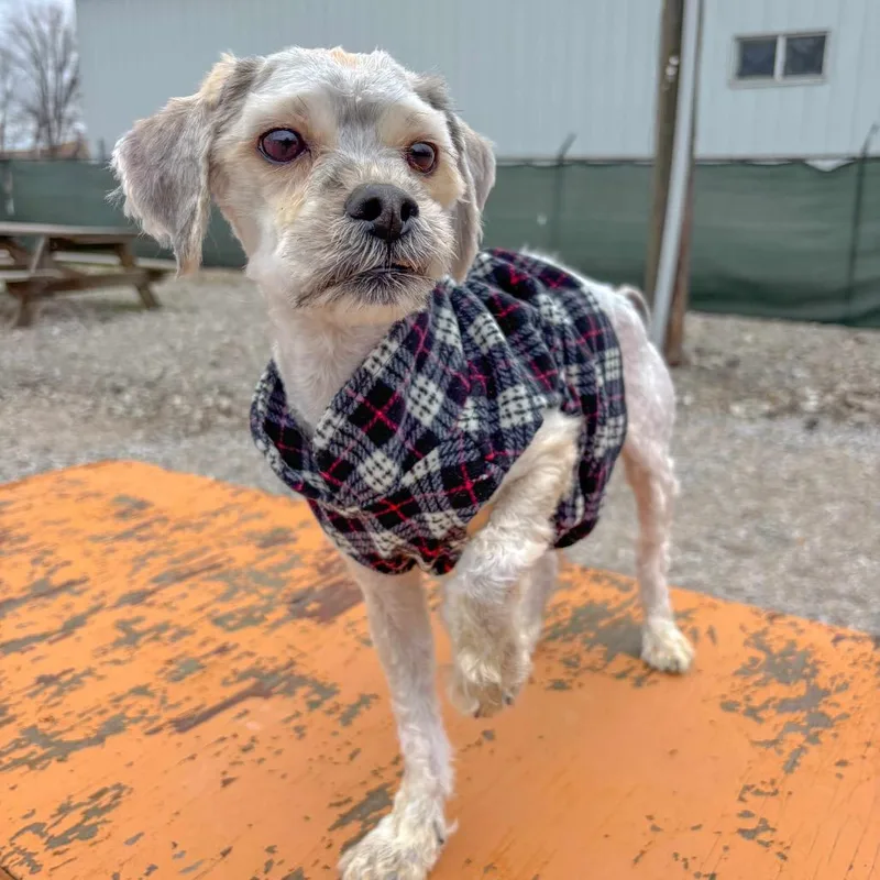 Bobby Mcgee thumbnail 3