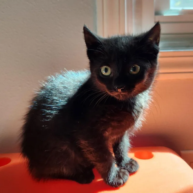 Rosie