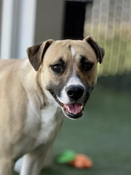 An adult large-sized female Yellow / Tan / Blond / Fawn American Staffordshire Terrier dog named Brave Little Toaster for adoption in Sacramento, CA