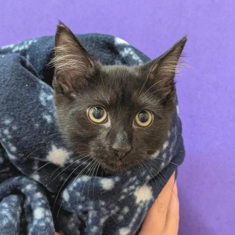 A baby small-sized male Black Domestic Short Hair cat named Jack Shadow for adoption in Washington Township, OH