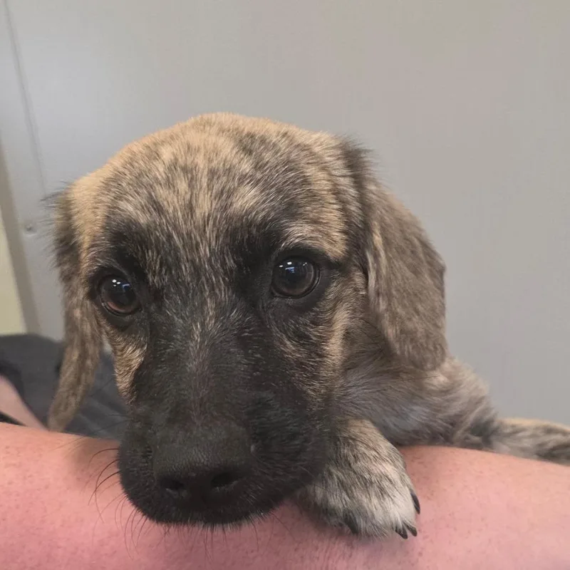 A baby medium-sized male Yellow / Tan / Blond / Fawn Mixed Breed dog named Nutmeg for adoption in Sand Springs, OK
