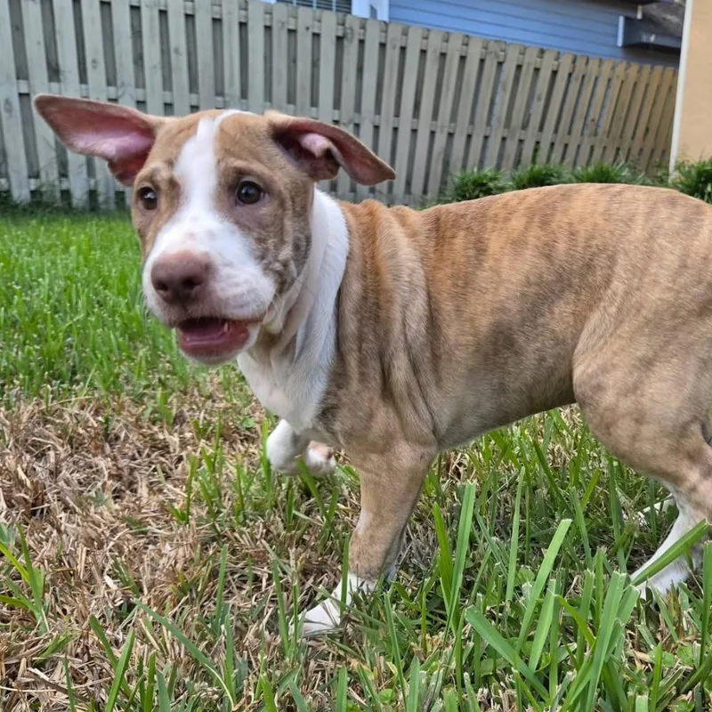 A baby medium-sized male Brindle Mixed Breed dog named Blue for adoption in Williston, FL