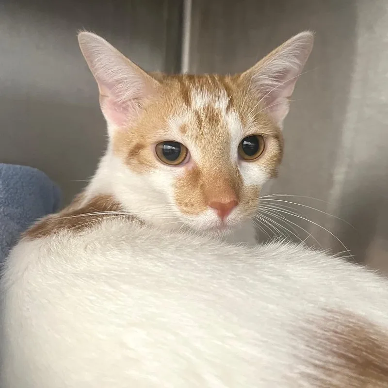 A young medium-sized male Orange / Red Domestic Short Hair cat named Marb for adoption in Fort Wayne, IN