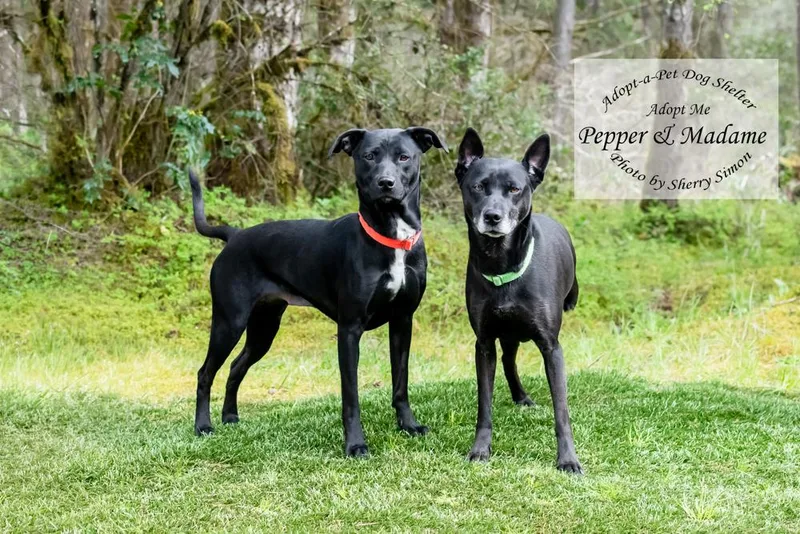 Madame And Pepper thumbnail 3