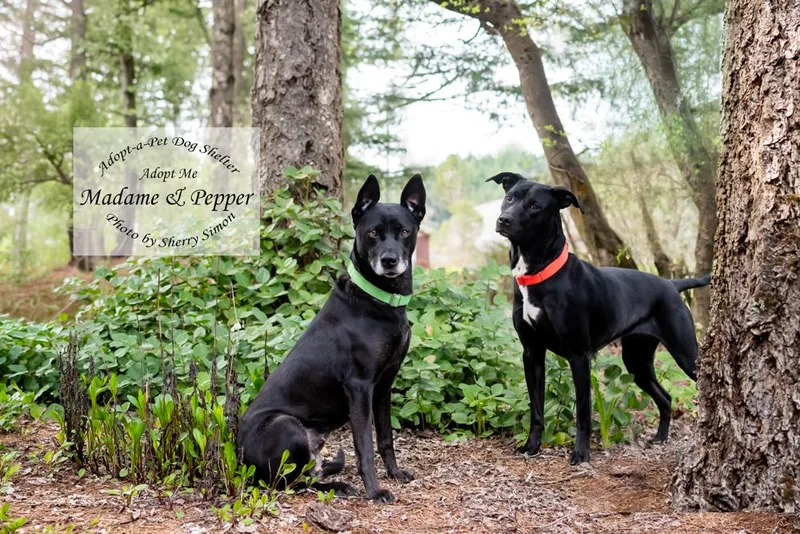 Madame And Pepper thumbnail 4