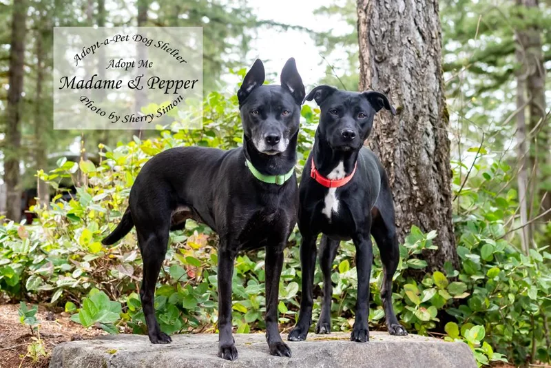 Madame And Pepper thumbnail 5