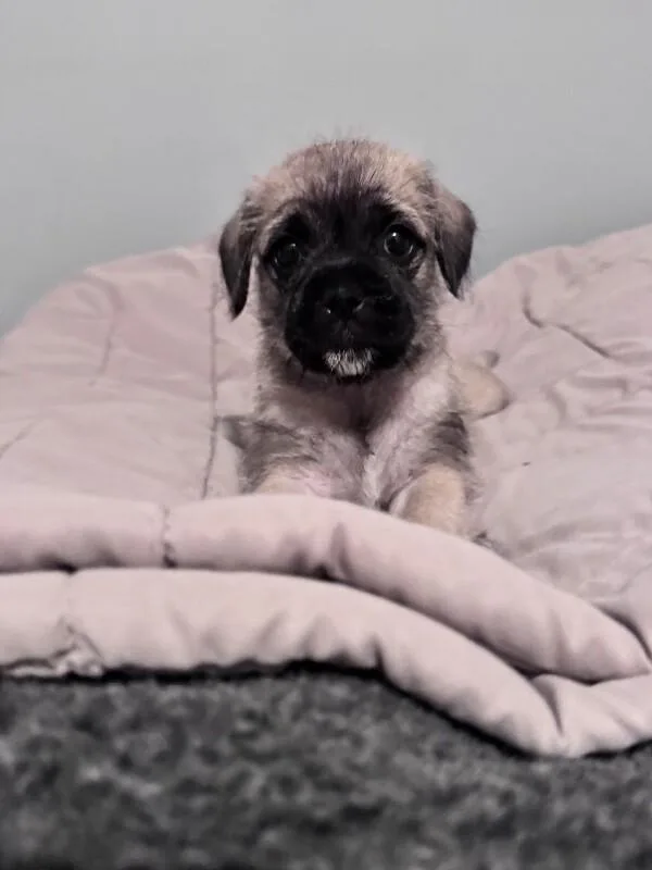 A baby medium-sized female Yellow / Tan / Blond / Fawn Pug dog named Kona for adoption in Van Nuys, CA