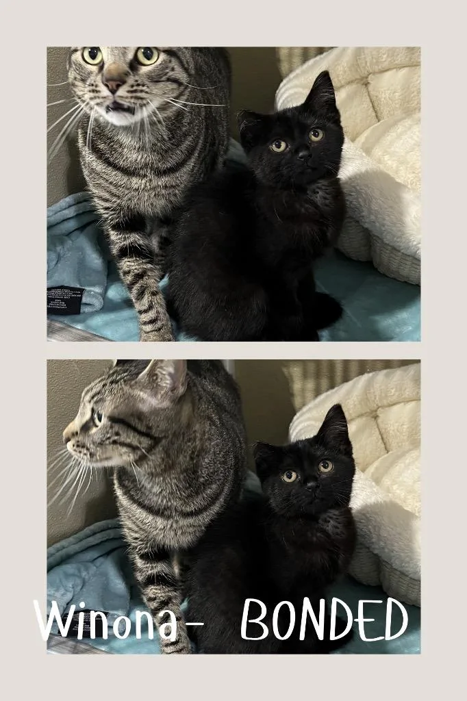 A baby medium-sized female Domestic Short Hair cat named Winona BONDED PAIR for adoption in Pierceton, IN