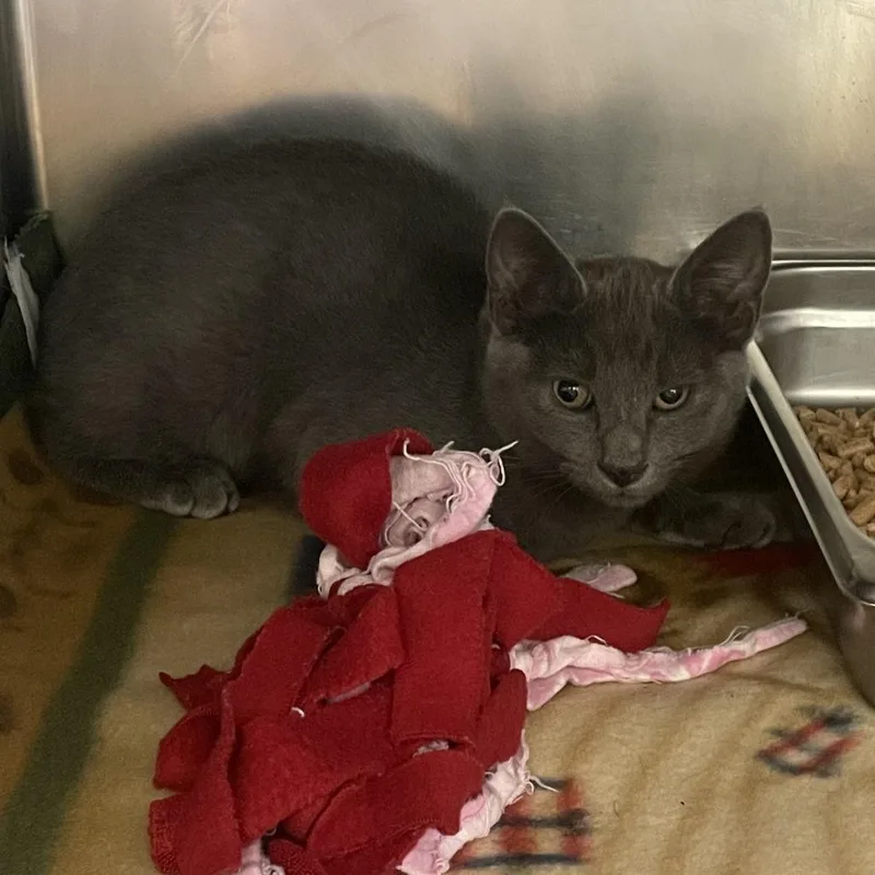 A baby small-sized female Gray / Blue / Silver Domestic Short Hair cat named Evader Of Taxes for adoption in Gloucester, VA
