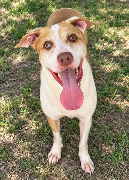 An adult medium-sized male American Staffordshire Terrier dog named Gomez for adoption in Inverness, FL