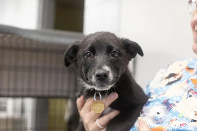 A baby small-sized female Shepherd dog named Socks for adoption in Mountain Home, AR
