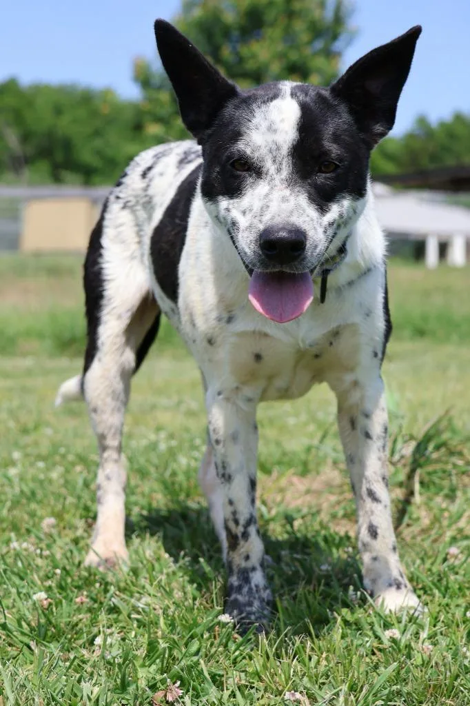 A young medium-sized male Mixed Breed dog named Dewey for adoption in Columbia, TN