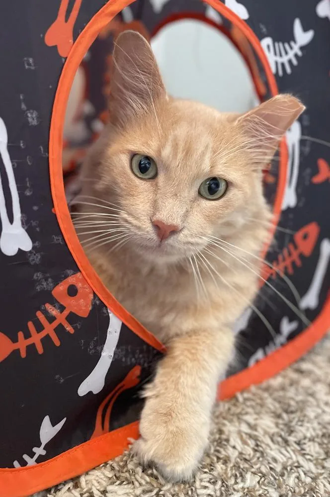 An adult medium-sized male Orange / Red Domestic Short Hair cat named Teddy for adoption in Commerce City, CO