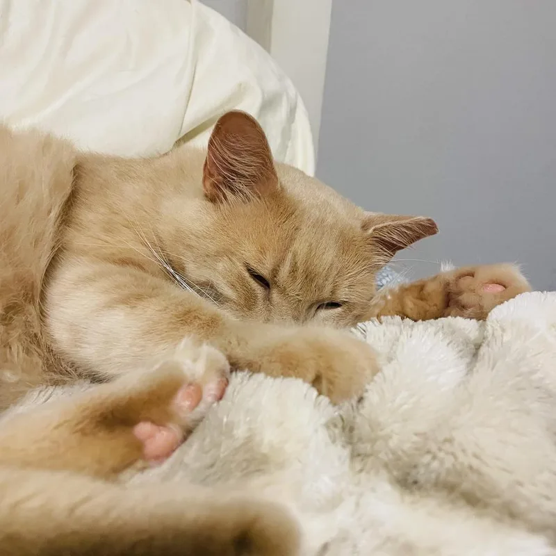 Teddy thumbnail 3