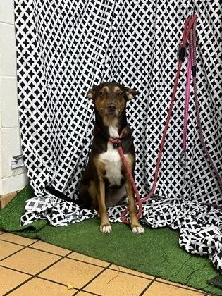 An adult small-sized female Australian Kelpie dog named Millie for adoption in Gainesville, FL
