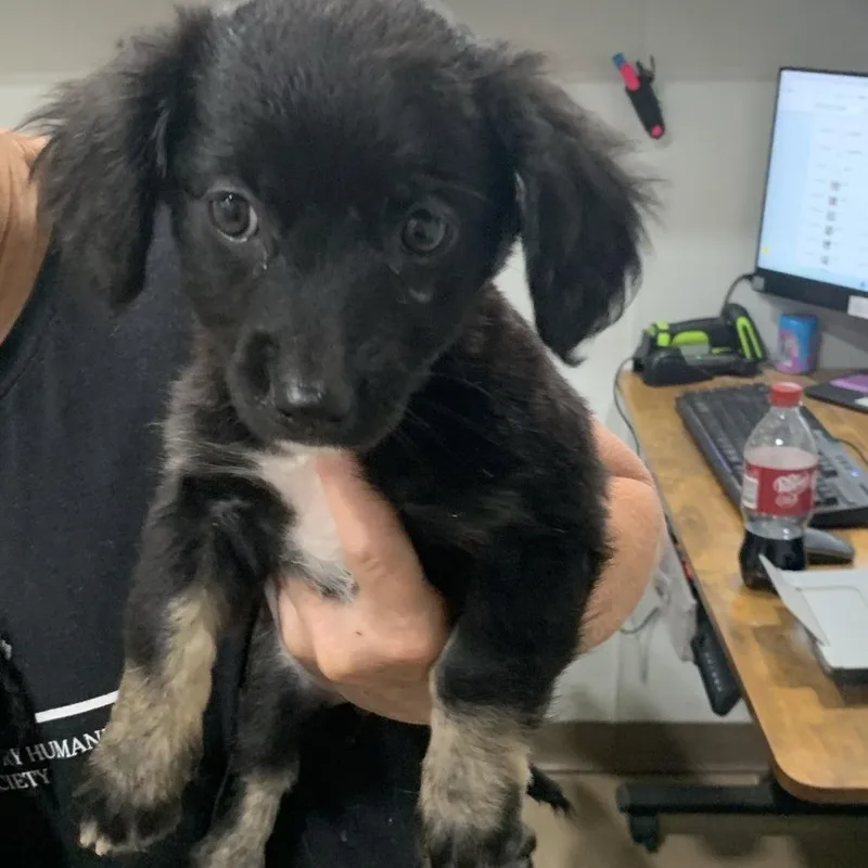 A baby small-sized female Black Mixed Breed dog named Petunia for adoption in Buchanan Dam, TX