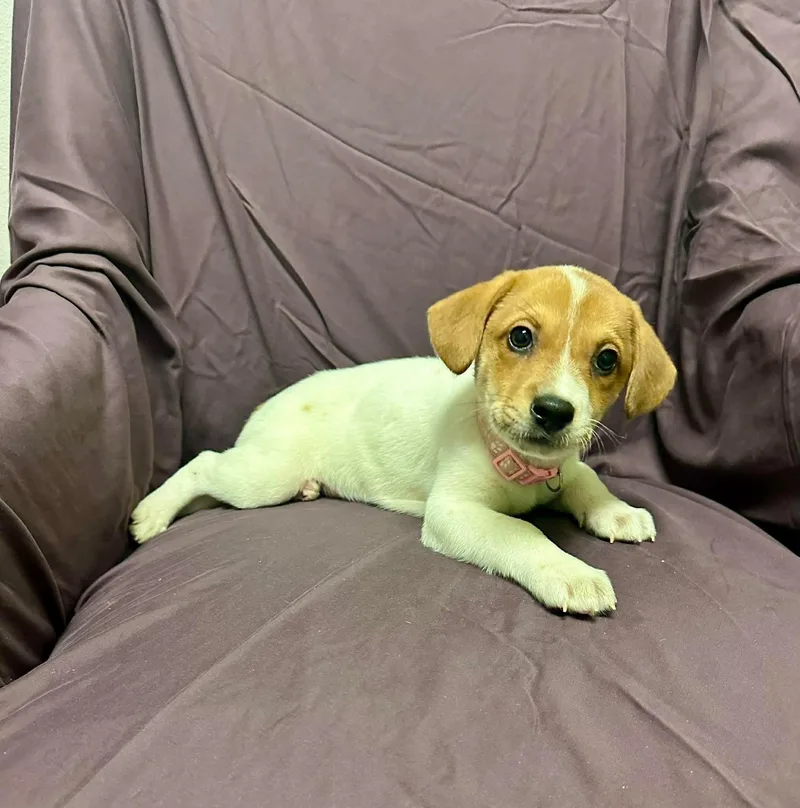 Loretta Lynn thumbnail 2