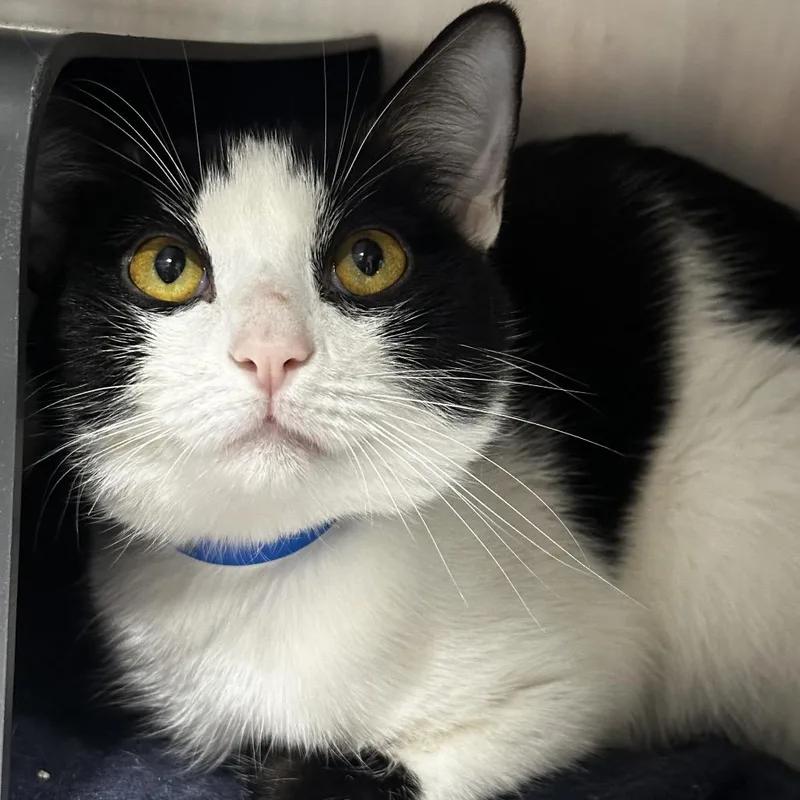 A young medium-sized male White Domestic Short Hair cat named Munchie for adoption in Chicago, IL