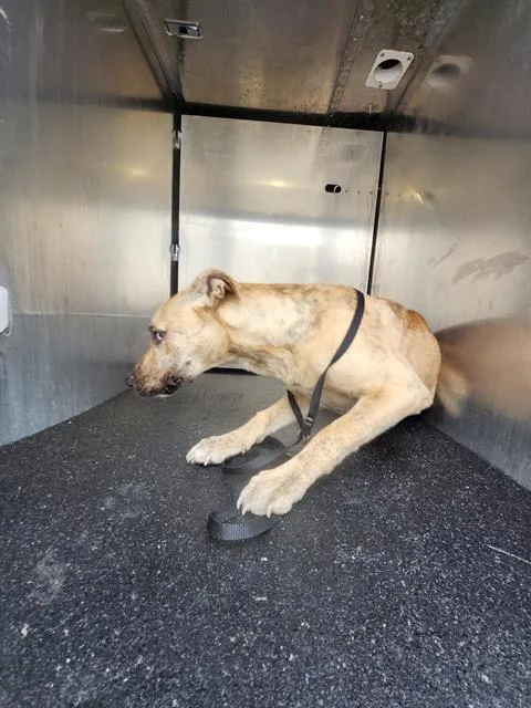 A young medium-sized female American Staffordshire Terrier dog named Bruxa for adoption in San Antonio, TX