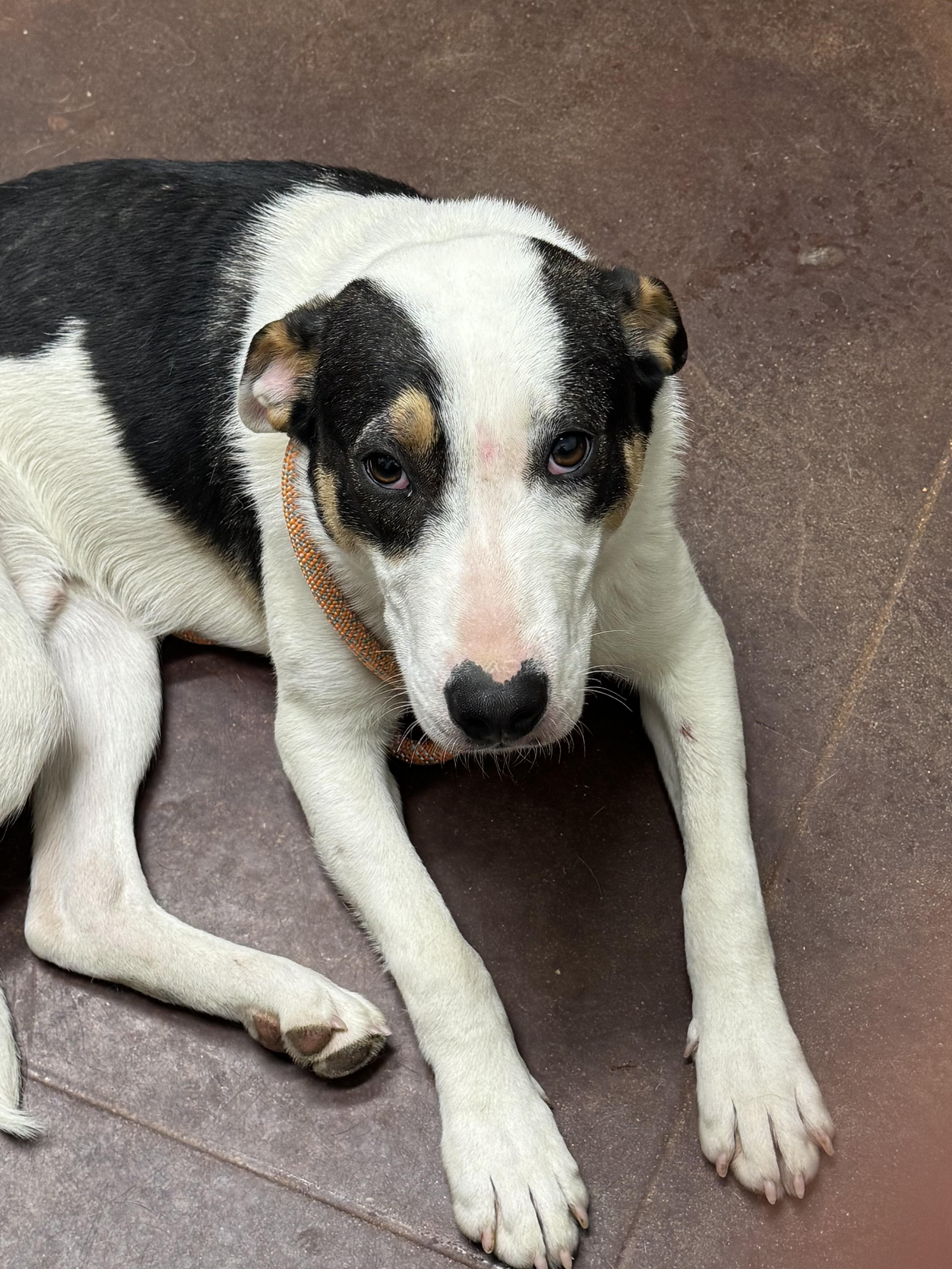 A young medium-sized male Border Collie dog named Trey for adoption in Holly Springs, MS