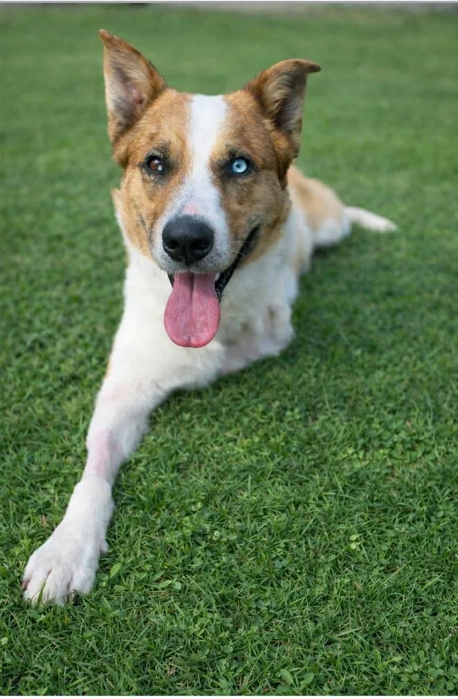An adult medium-sized male Brown / Chocolate Pembroke Welsh Corgi dog named Loki for adoption in Houston, TX
