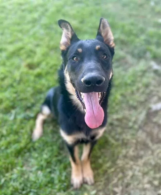 A young large-sized male German Shepherd Dog dog named Valentine for adoption in Riverside, CA