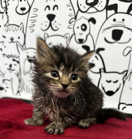 A young small-sized female Domestic Short Hair cat named B Willow for adoption in North Charleston, SC