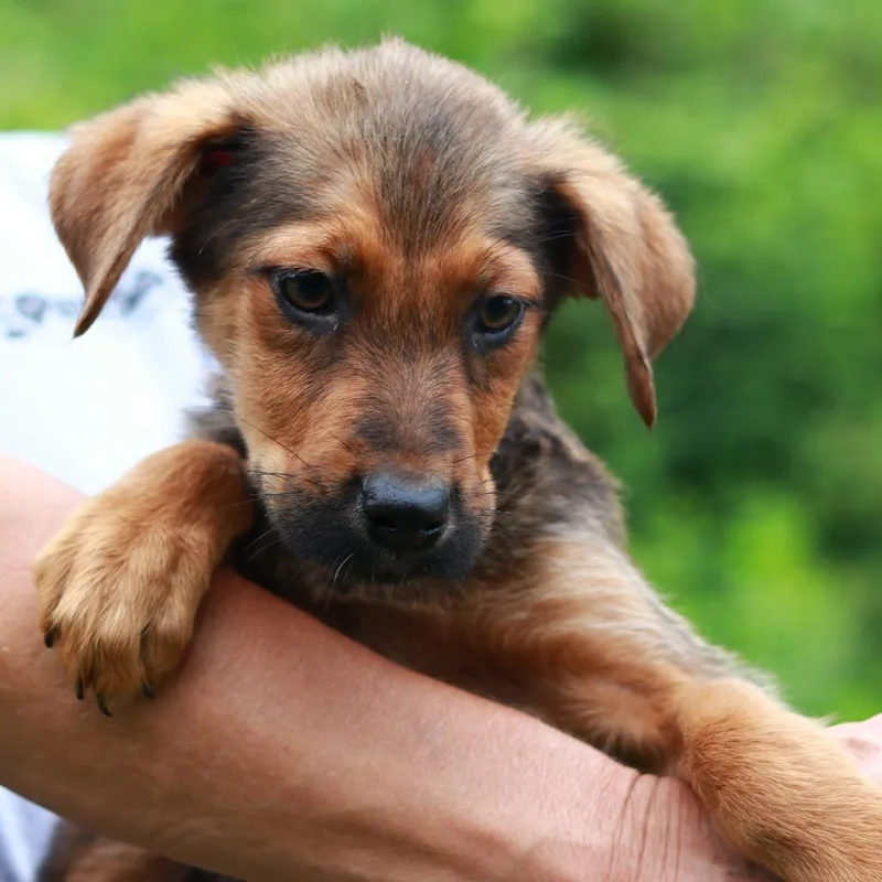 A baby large-sized male Brown / Chocolate German Shepherd Dog dog named CT Banquet for adoption in Stormville, NY