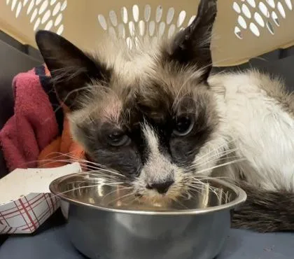 A young small-sized female Snowshoe cat named Snow for adoption in Palm Coast, FL