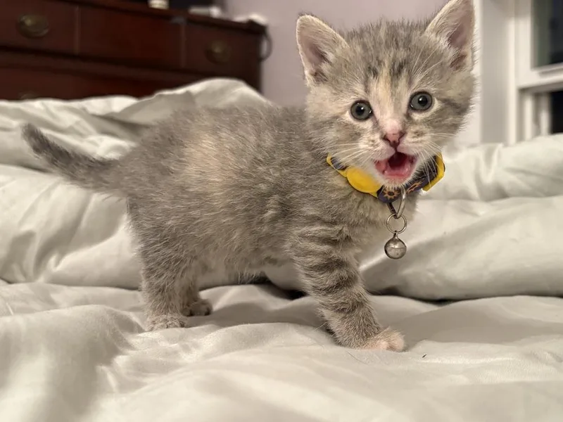 A baby small-sized female Gray / Blue / Silver Domestic Short Hair cat named Western Sunflower for adoption in Mundelein, IL