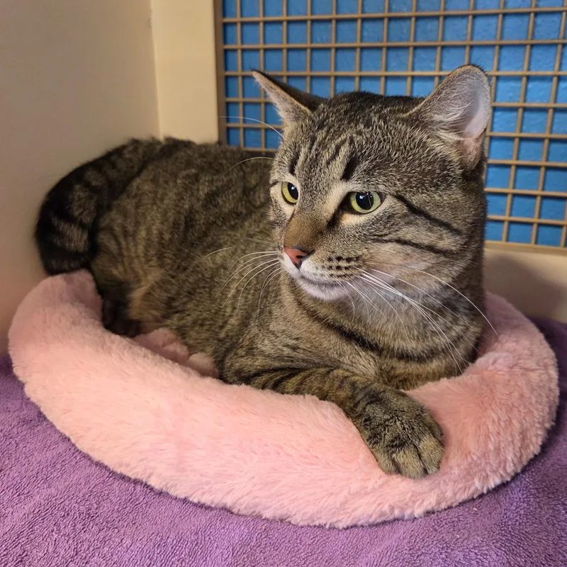 Theodore thumbnail 2