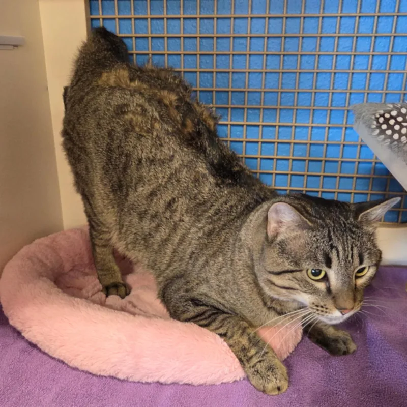 Theodore thumbnail 4