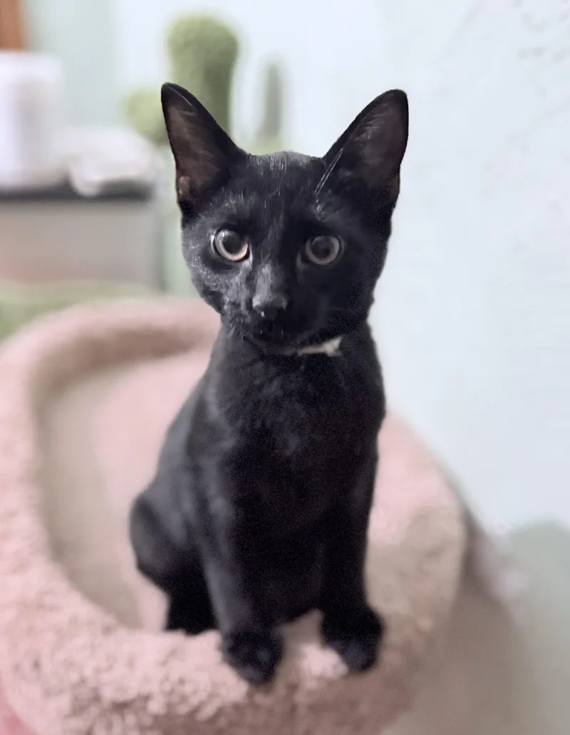 A young small-sized female Domestic Short Hair cat named Fester for adoption in Martinsville, IN