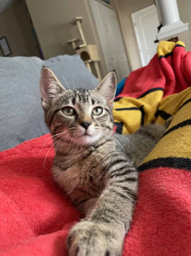 A young medium-sized male Tabby cat named Loach for adoption in Farmington, MN