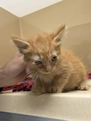 A baby small-sized male Domestic Short Hair cat named Cheddar for adoption in Pequot Lakes, MN