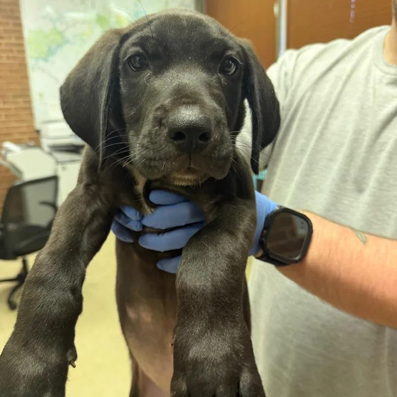 A baby small-sized male Labrador Retriever dog named Oliver for adoption in Birmingham, AL