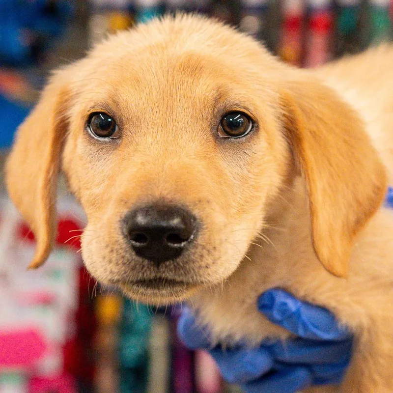 A baby medium-sized male Yellow / Tan / Blond / Fawn Mixed Breed dog named Brisket Avail by Appt for adoption in Kennebunk, ME