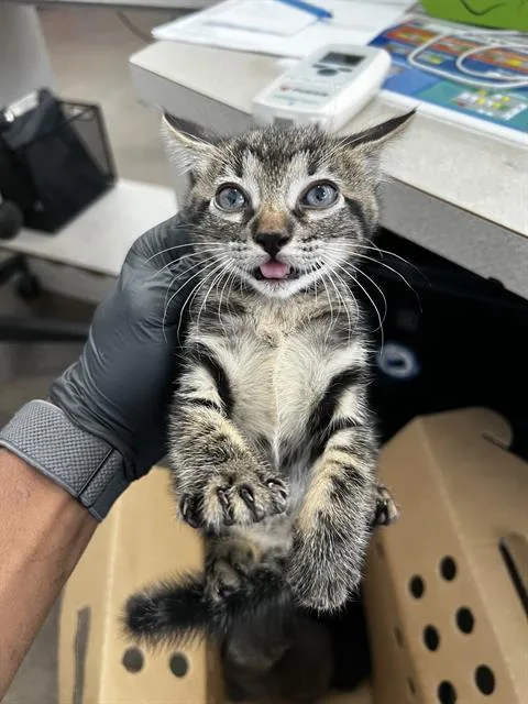 A baby medium-sized male Domestic Medium Hair cat named Doc Hudson for adoption in Dallas, TX