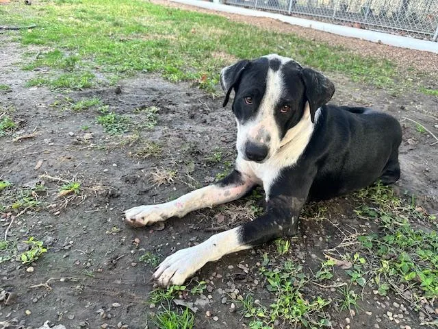 A young large-sized male Pointer dog named Cowboy for adoption in Sumter, SC