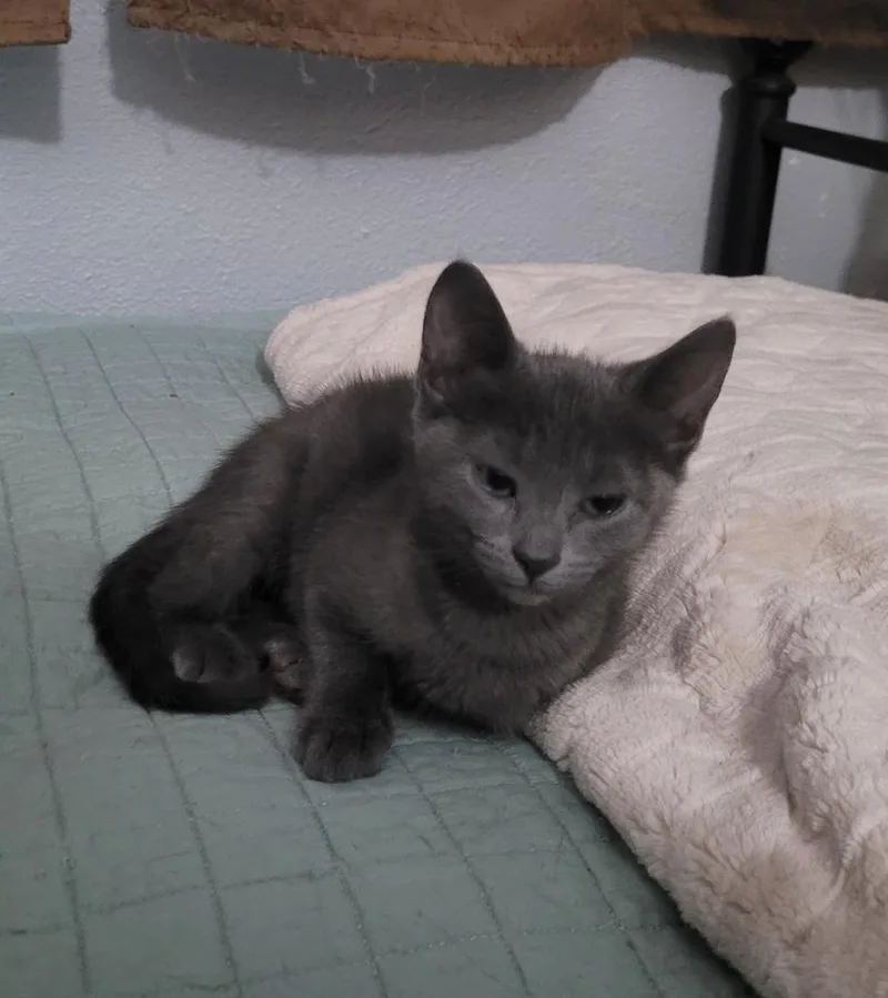 A baby small-sized female Blue Point Russian Blue cat named Rabbit for adoption in Tampa, FL