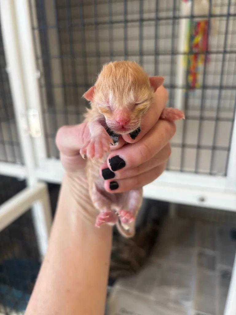 A baby large-sized male Domestic Medium Hair cat named Garfield for adoption in Green River, WY