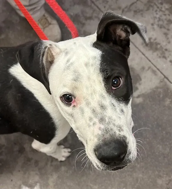 A young small-sized male Pit Bull Terrier dog named Monster for adoption in Tucson, AZ