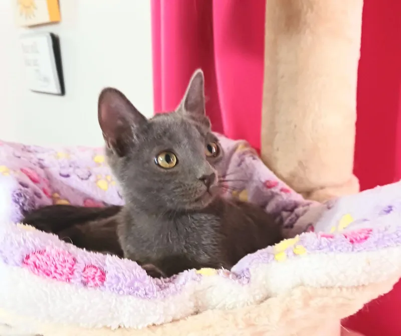 A baby small-sized male Gray / Blue / Silver Russian Blue cat named Miles Nathaniel for adoption in Miami, AZ