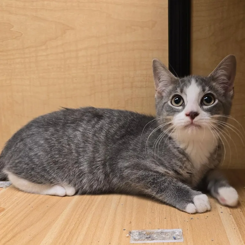 A baby medium-sized male Domestic Short Hair cat named Clover for adoption in Warwick, RI