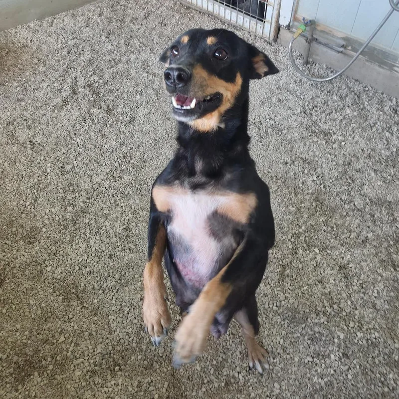 A young medium-sized female Australian Kelpie dog named Yahtzee JuM for adoption in Austin, TX