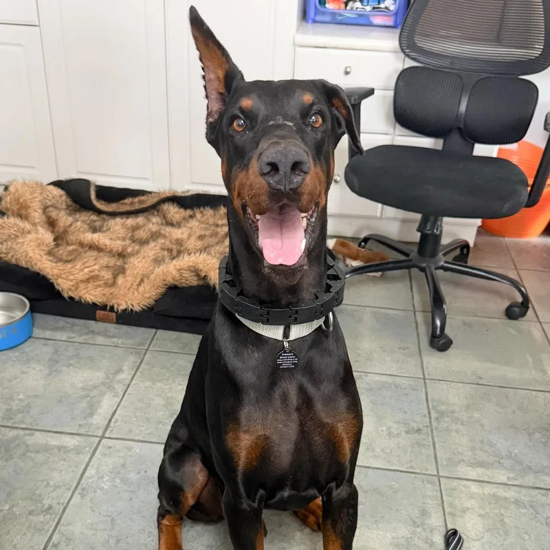An adult medium-sized male Doberman Pinscher dog named Kaiser for adoption in Oakland Park, FL