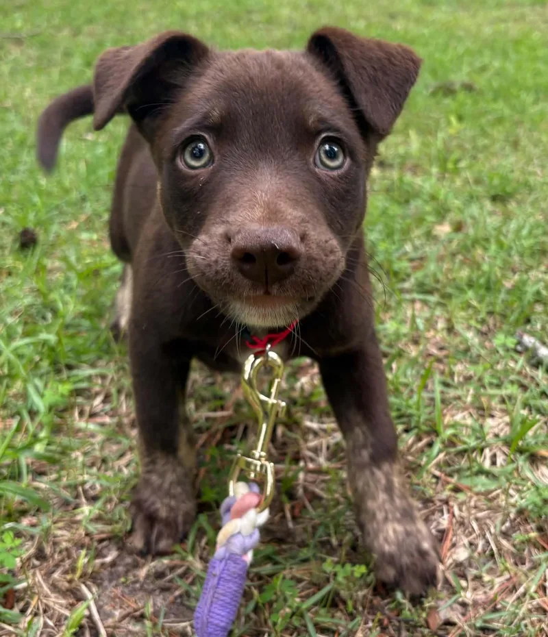 A baby medium-sized female Brown / Chocolate Chocolate Labrador Retriever dog named Lainey for adoption in Billerica, MA