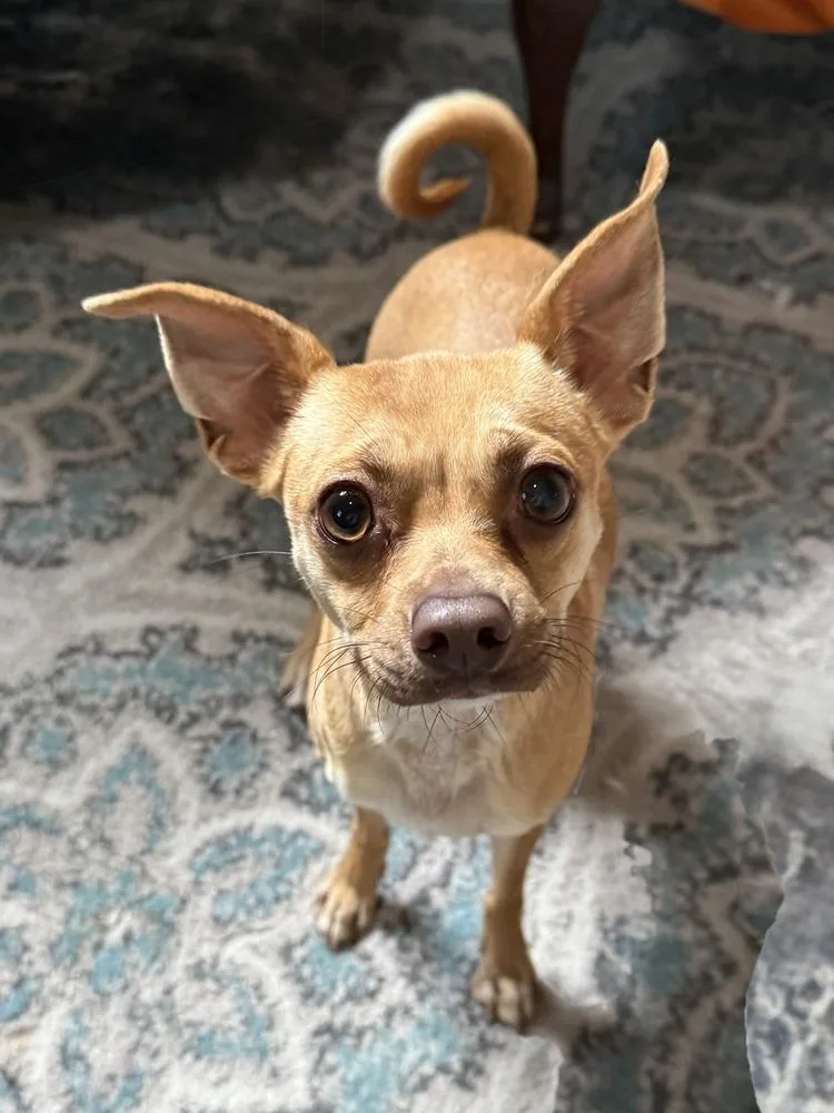 A young small-sized female Brown / Chocolate Terrier dog named Pebbles for adoption in San Leon, TX